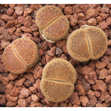 C392A - Seed
