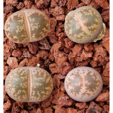 C396 - Seed