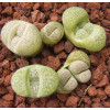 SB801 - Seed