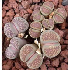 C231 - Seed