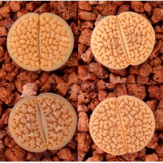 C336 - Seed