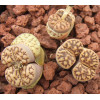 C283 - Seed