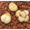 C316 - Seed