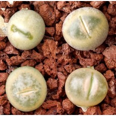 C388 - Seed