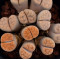 SB2162 - Seed