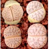 Talisman - Seed