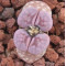 Satos Violet - Plant