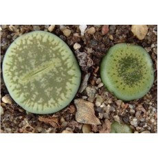 Bellaketty - Plant