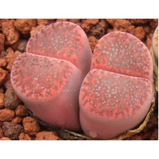 Embers - Seed