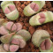 SB1125A - Plant