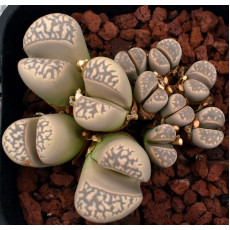SB1205 - Plant