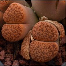 Aucamp (Niekerkshoop) - Plant