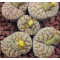 BromPale - Plant