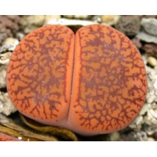 C256 - Seed
