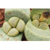 C272 - Plant