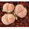 C380 - Seed