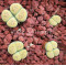 Shagreen - plant