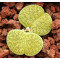 Ventergreen - Plant