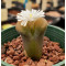 C.friedrichiae - Plant