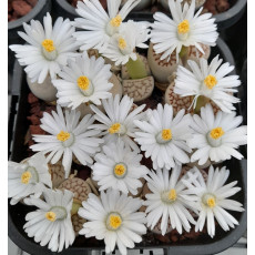 C064 - Plant