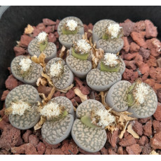 C086 - Plant