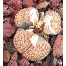 C095 - Plant