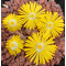 C207 - Seed