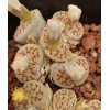 C225 - Seed