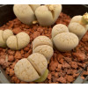 C314 - Seed