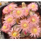 ROSEOFTEXAS - Plant