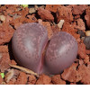 Violetta - Seed