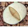 TOK143 - Seed