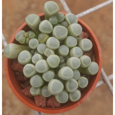 Fenestraria rhopalophylla - Seed