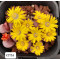 C272A - Plant