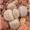C201 - Seed