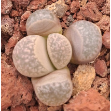 C201 - Seed