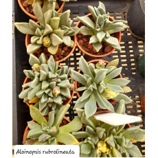 Aloinopsis rubrolineata - Plant