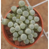 Fenestraria rhopalophylla - Plant