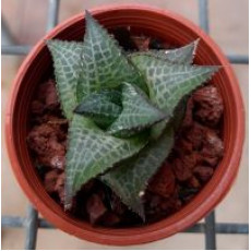 Haworthia Tessellata - Plant
