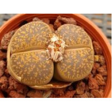 L.les.v.hornii - Plant