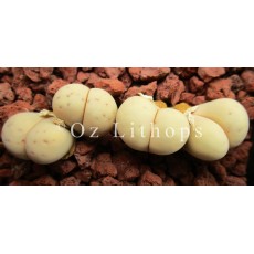 Ruschiorm Rossing Mine - Plant