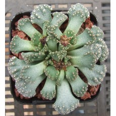 T.calcarea (blue form) - Seed