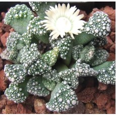 T.calcarea (Majeng) - Plant