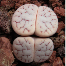 TOK100 - Seed TOK100 - Seed