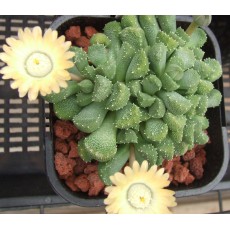 Aloinopsis Luckhoffii - Seed