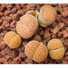 Dinterops (yellow flower) - Seed