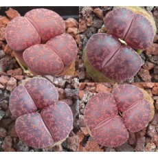 Fred's Redhead - Plant