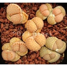 Julii (Rietfontein) - Plant