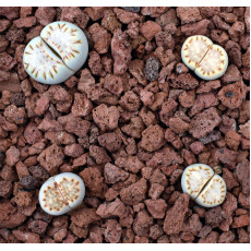 Julii (Kakamas) - Plant