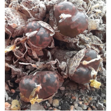 C.pell.neohallii - Seed